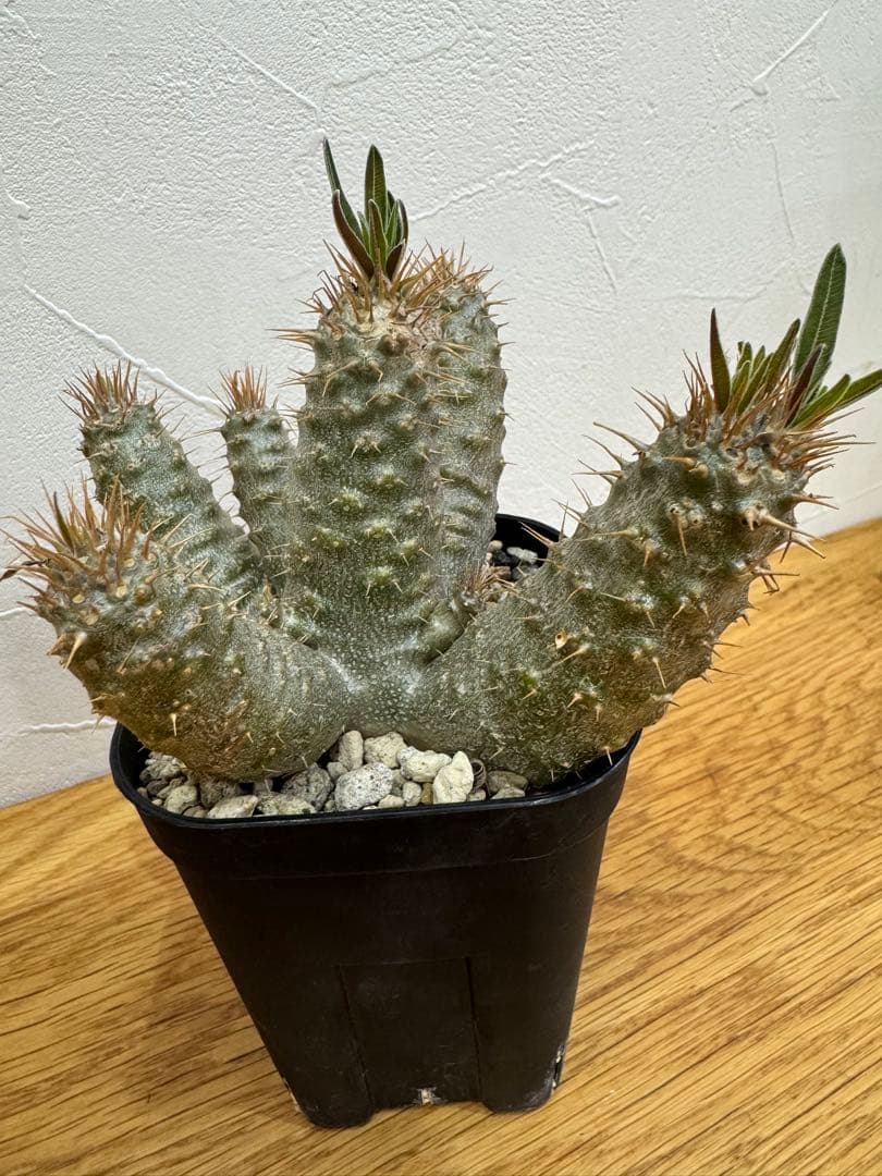 【鉢植えのまま発送】多頭 グラキリス 実生 5年株 ⑨