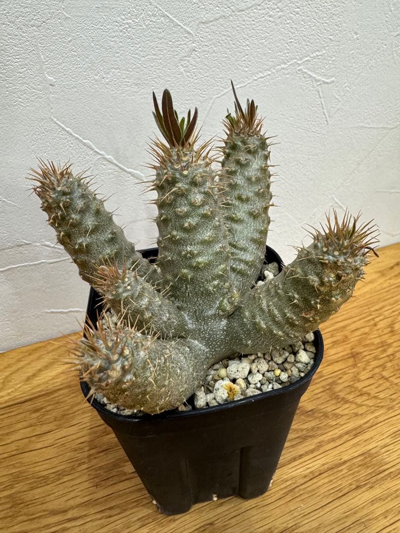 【鉢植えのまま発送】多頭 グラキリス 実生 5年株 ⑨