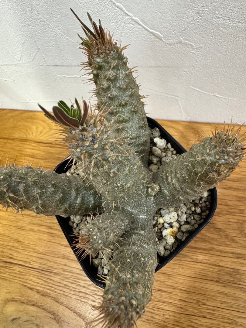 【鉢植えのまま発送】多頭 グラキリス 実生 5年株 ⑨