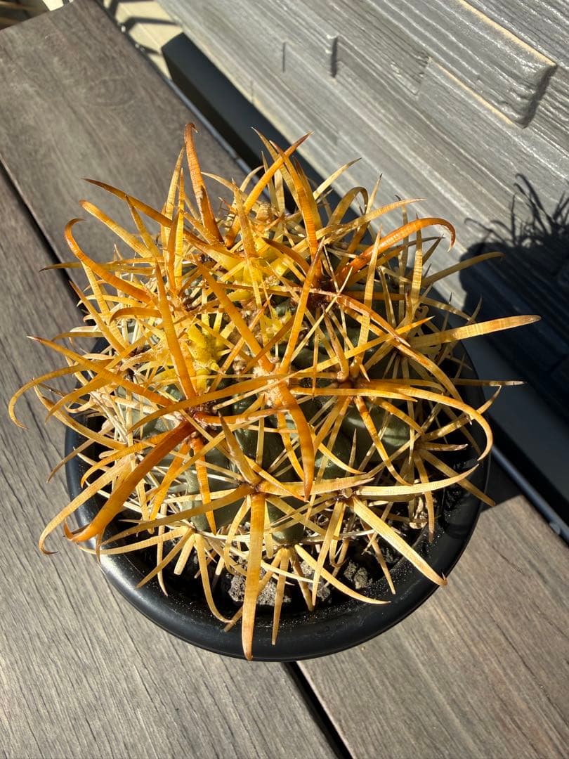 サボテン　フェロカクタス　金冠竜