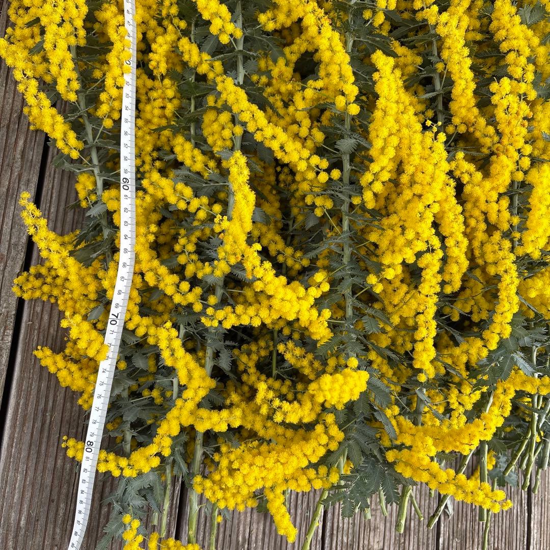 70~80本 150サイズ ふわふわミモザ