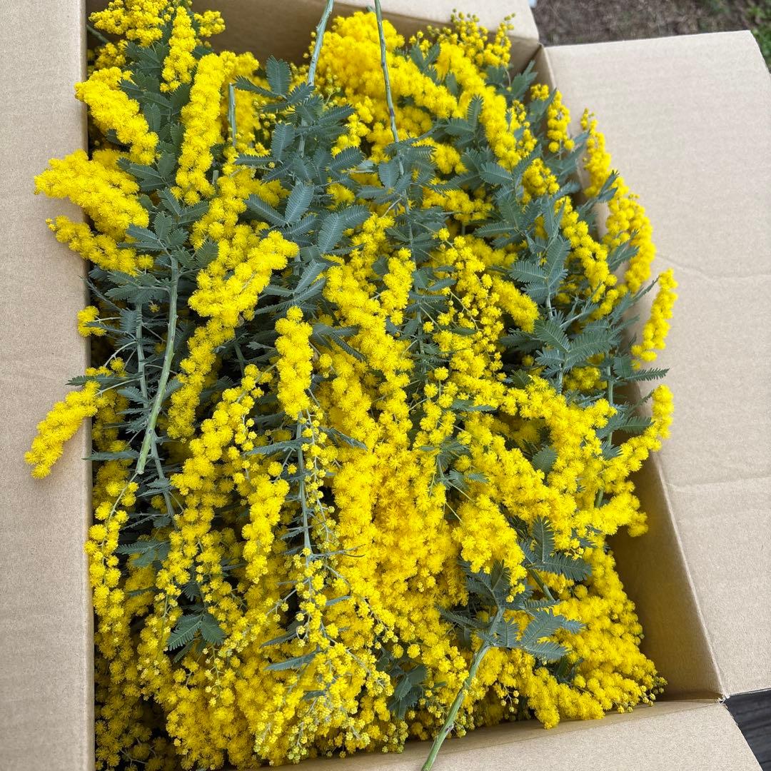 70~80本 150サイズ ふわふわミモザ