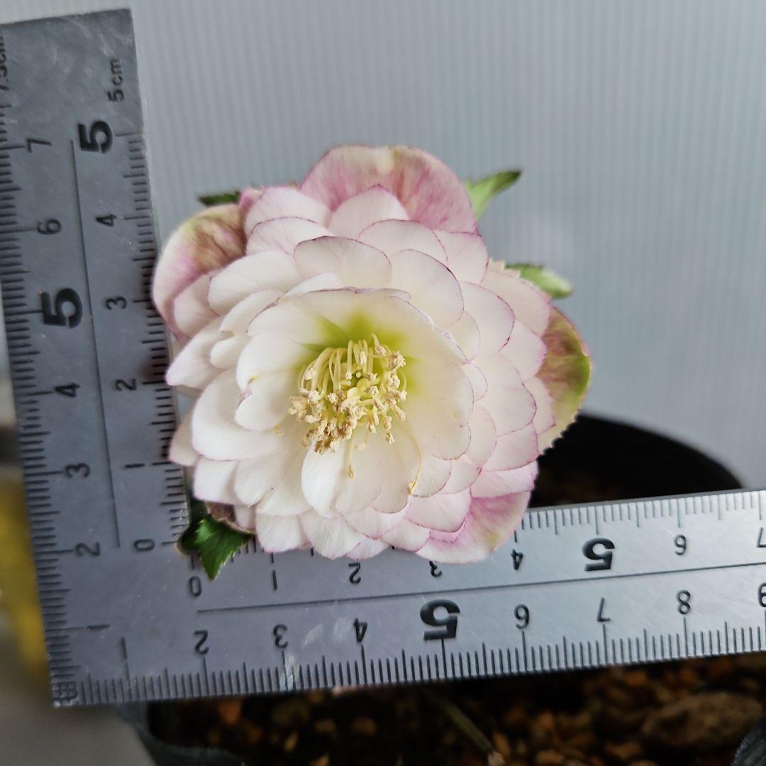 ㉖-360クリスマスローズ