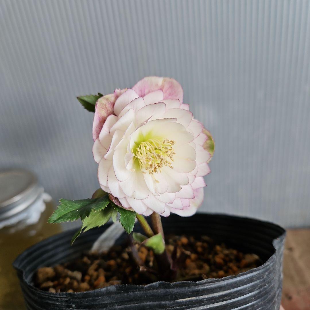 ㉖-360クリスマスローズ