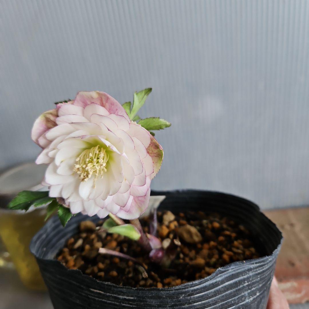 ㉖-360クリスマスローズ