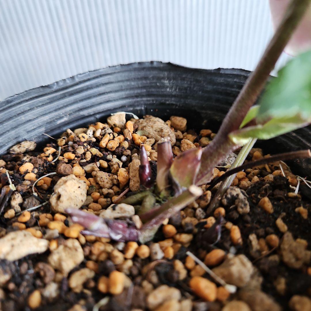 ㉖-360クリスマスローズ