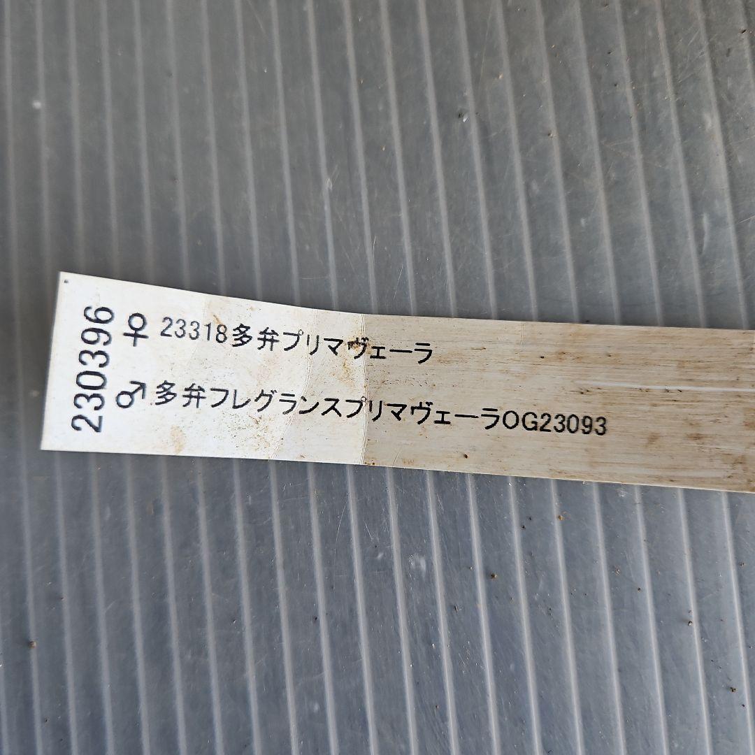 ㉖-360クリスマスローズ