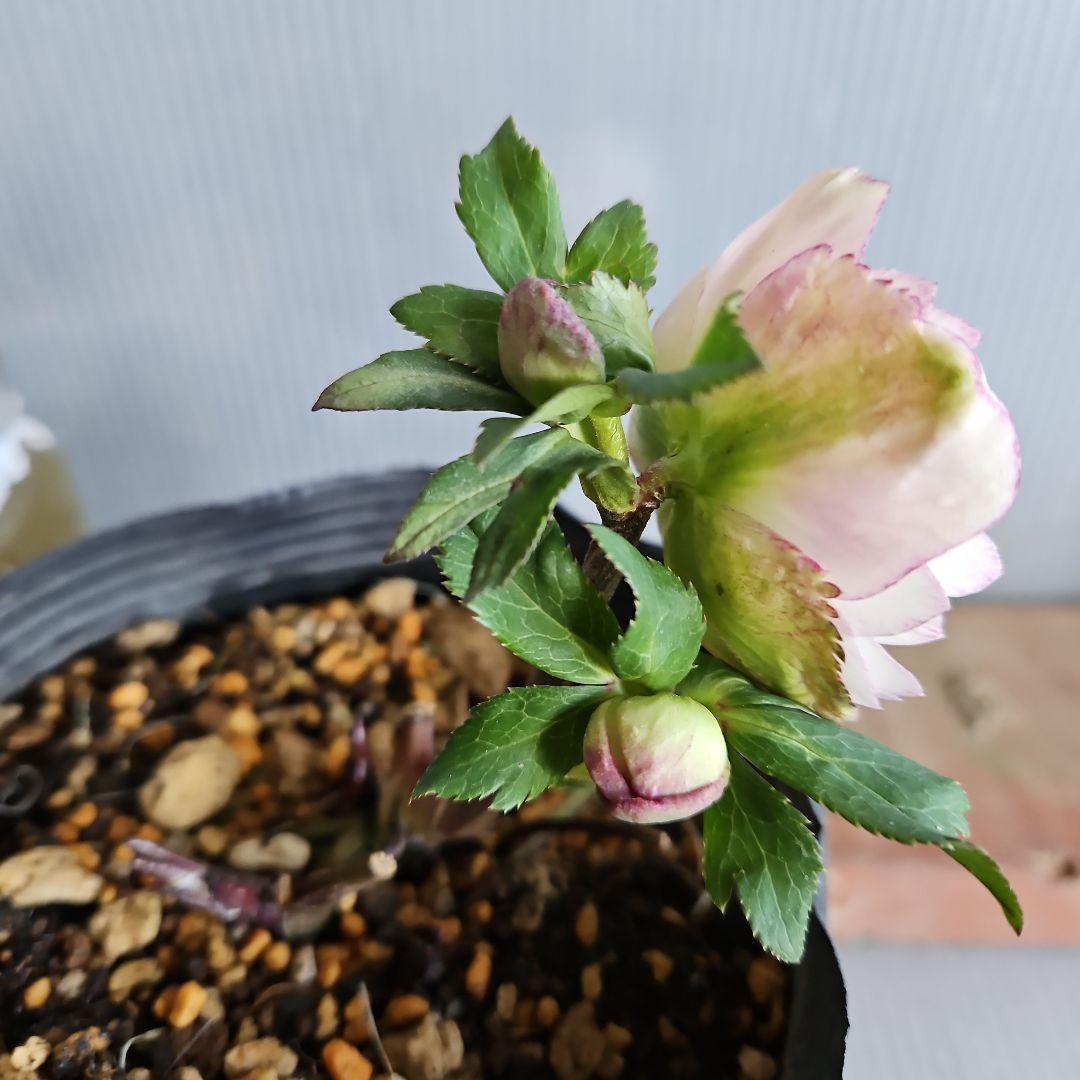 ㉖-360クリスマスローズ