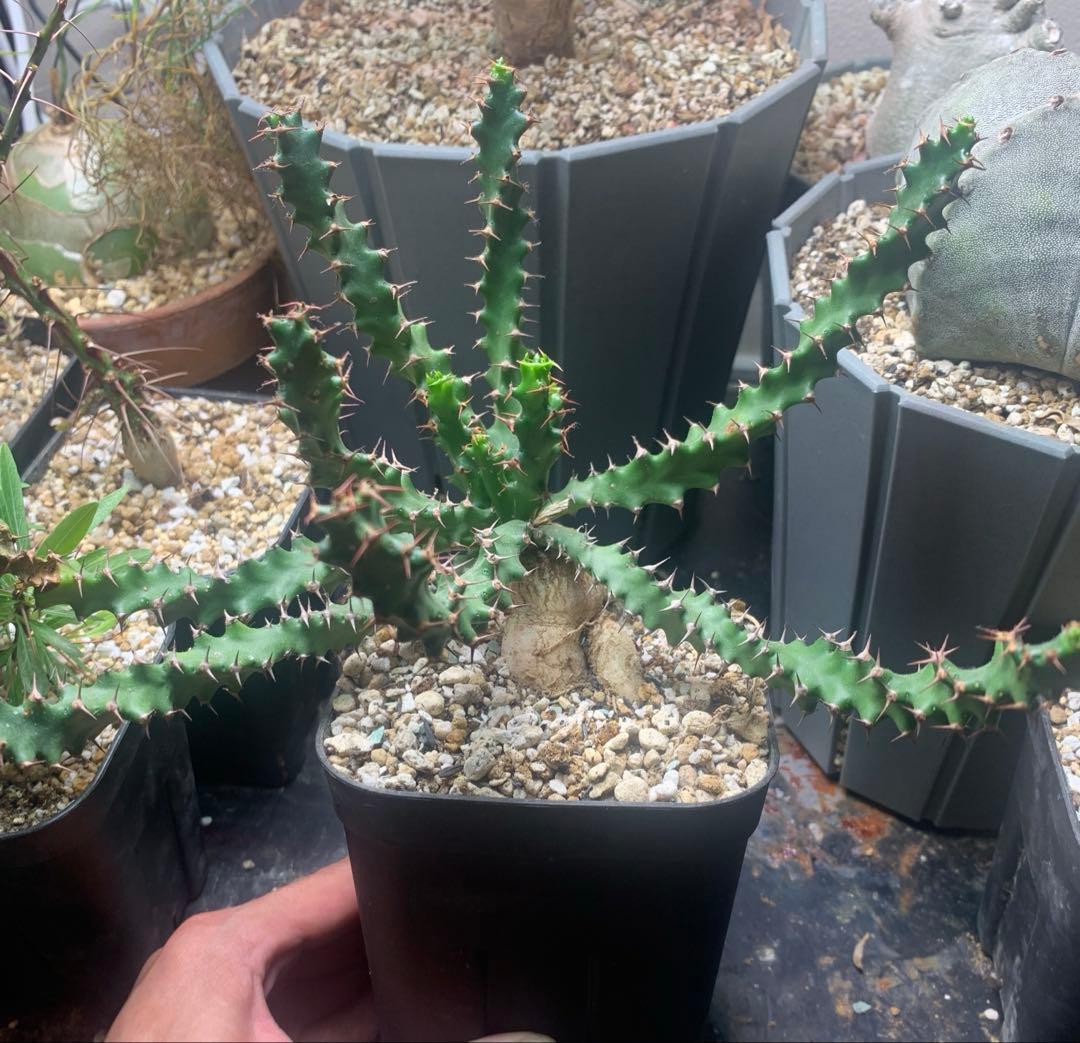 ユーフォルビア・スクアローサ　奇怪ヶ島