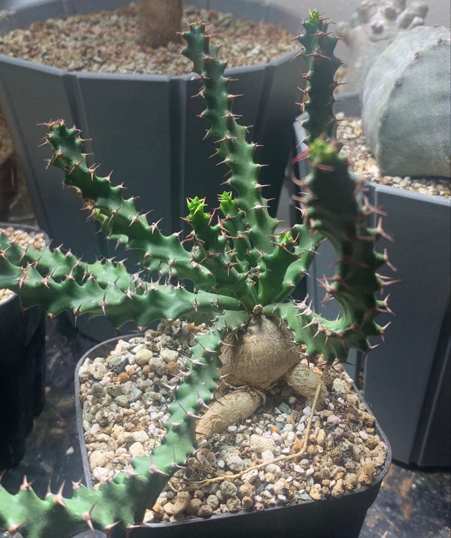 ユーフォルビア・スクアローサ　奇怪ヶ島