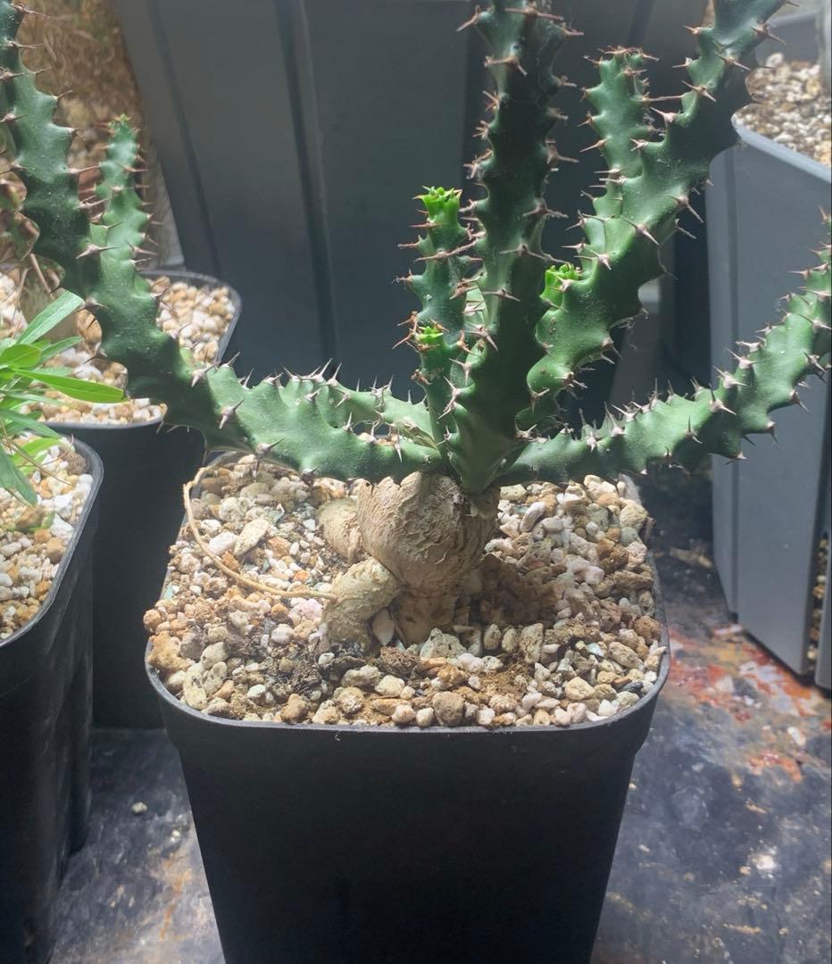 ユーフォルビア・スクアローサ　奇怪ヶ島