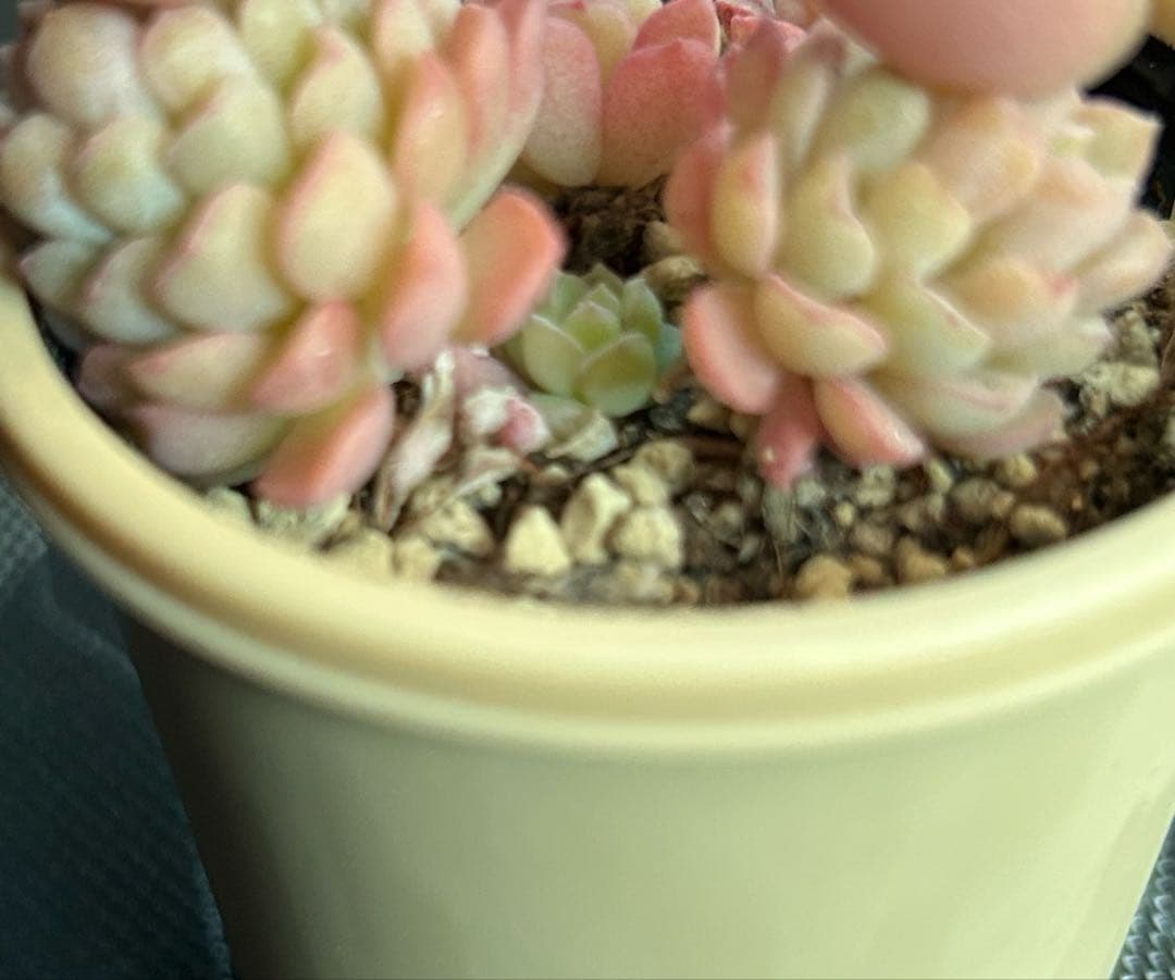 札付き❣️ ざらめ　スプリングワンダー×ケッセルリンギアナ　抜き苗　つぶつぶ屋さん