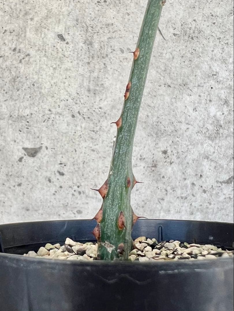 アデニア　アクレアータ④ 検)塊根植物 コーデックス