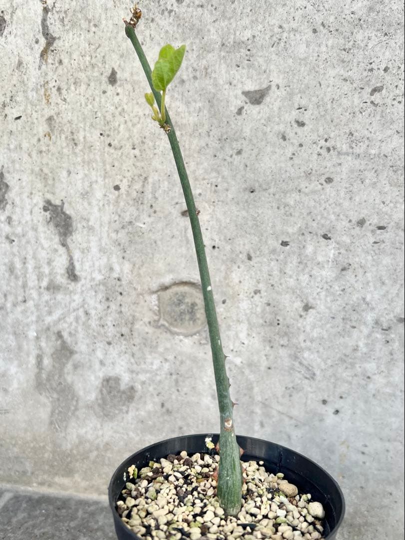 アデニア　アクレアータ④ 検)塊根植物 コーデックス