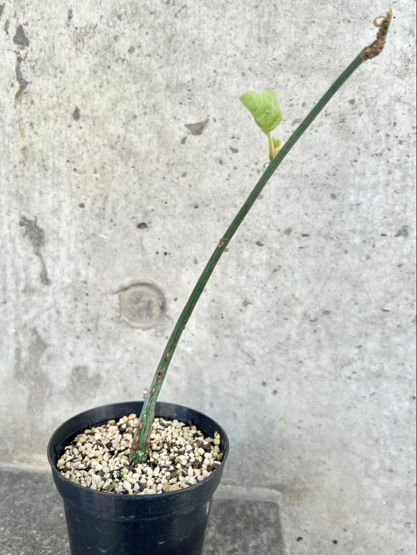 アデニア　アクレアータ④ 検)塊根植物 コーデックス