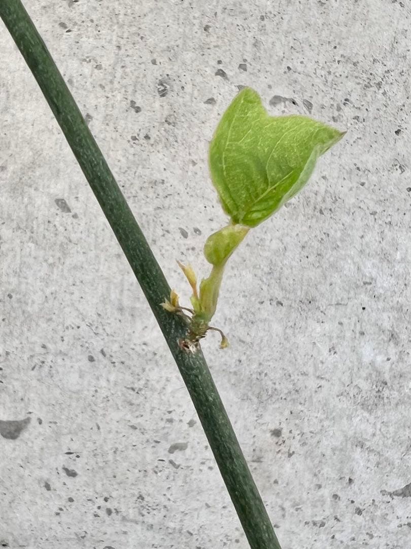 アデニア　アクレアータ④ 検)塊根植物 コーデックス