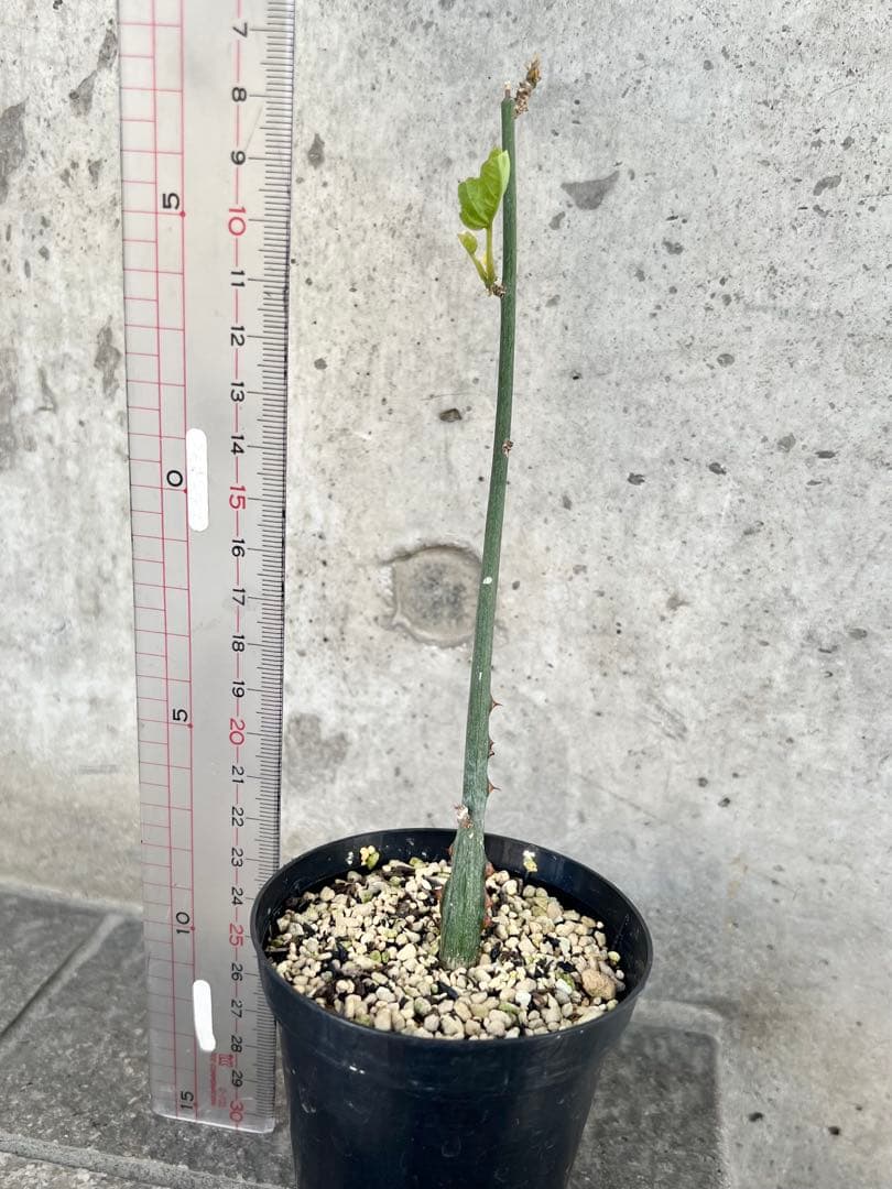 アデニア　アクレアータ④ 検)塊根植物 コーデックス