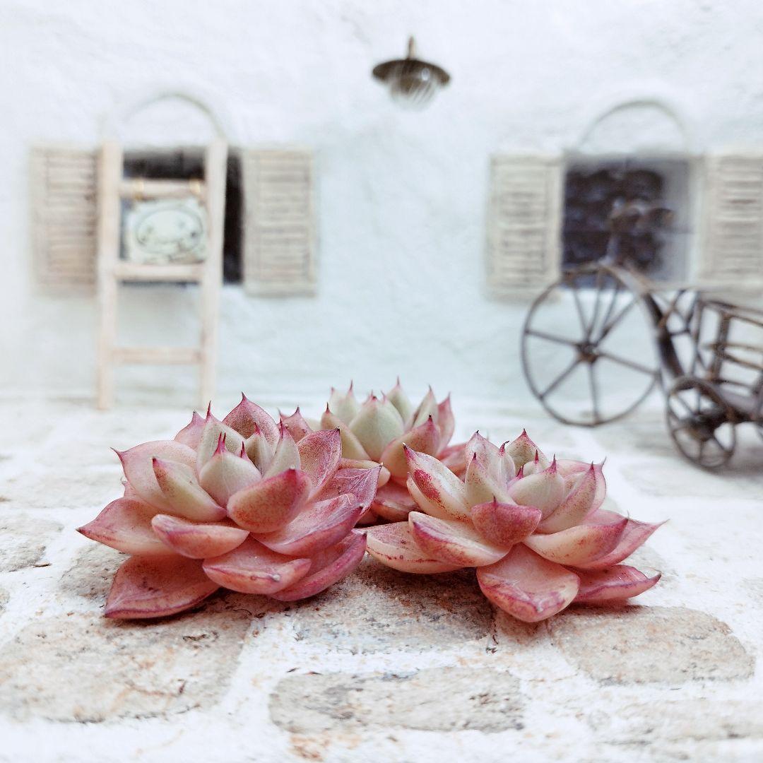 Elaina◎多肉植物 カット苗 輸入苗 エケベリア等