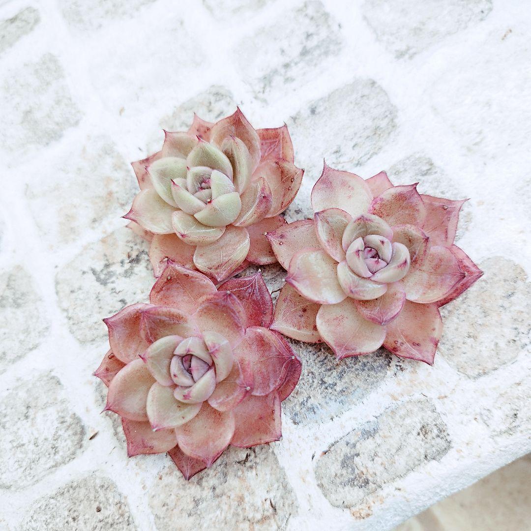 Elaina◎多肉植物 カット苗 輸入苗 エケベリア等