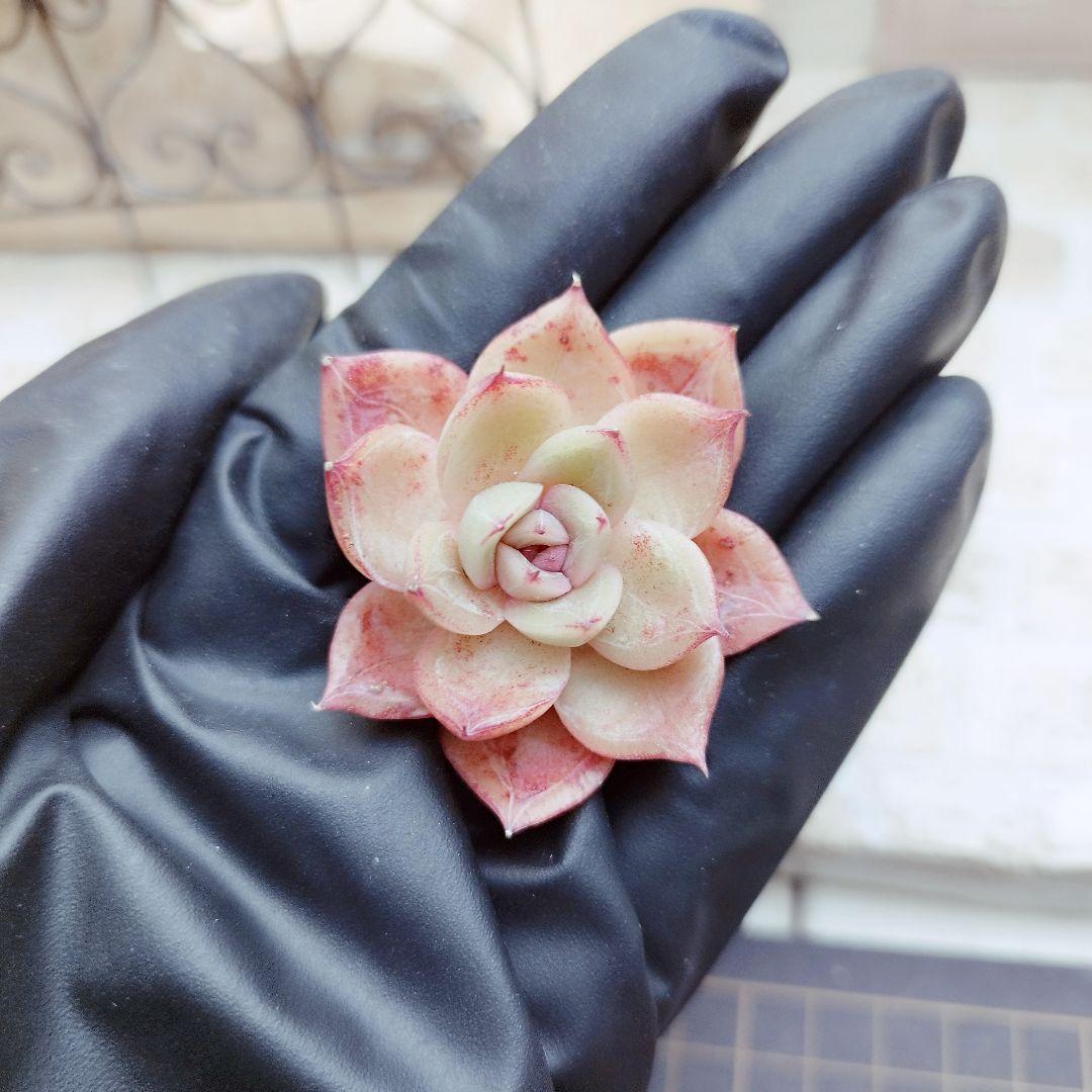 Elaina◎多肉植物 カット苗 輸入苗 エケベリア等