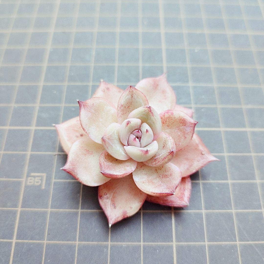 Elaina◎多肉植物 カット苗 輸入苗 エケベリア等