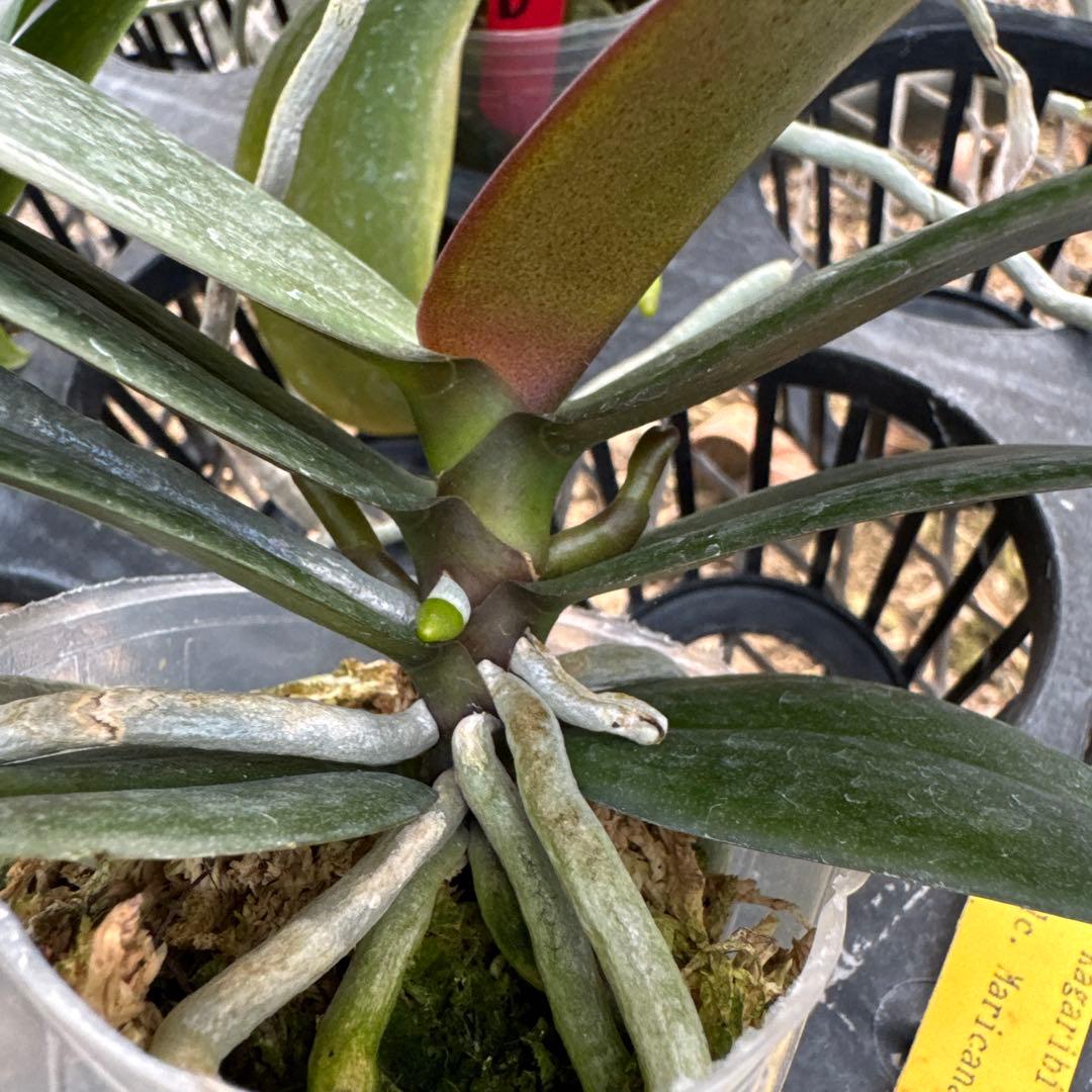 ミディー胡蝶蘭　りんこ　さくら&Kaoda Twinkle