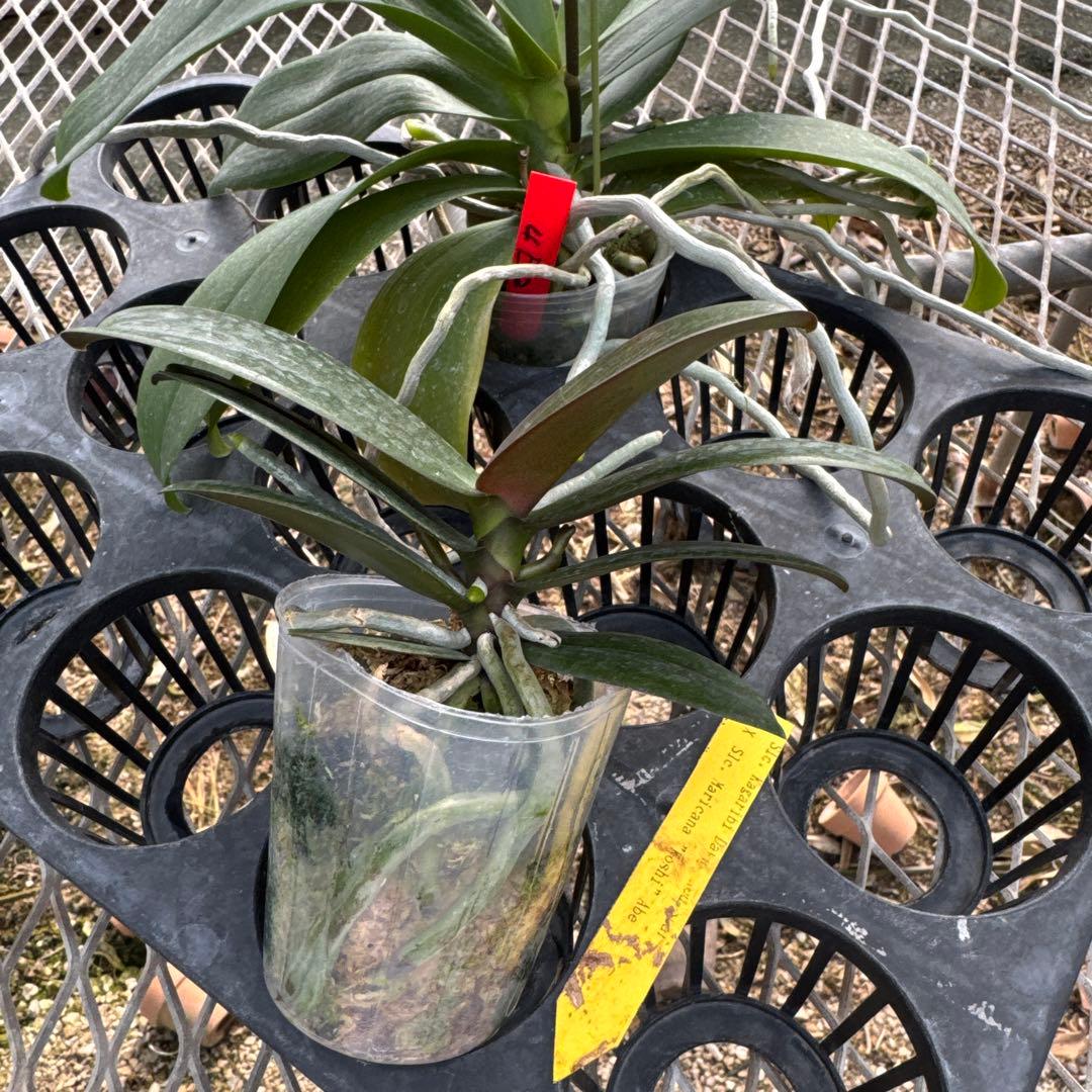 ミディー胡蝶蘭　りんこ　さくら&Kaoda Twinkle