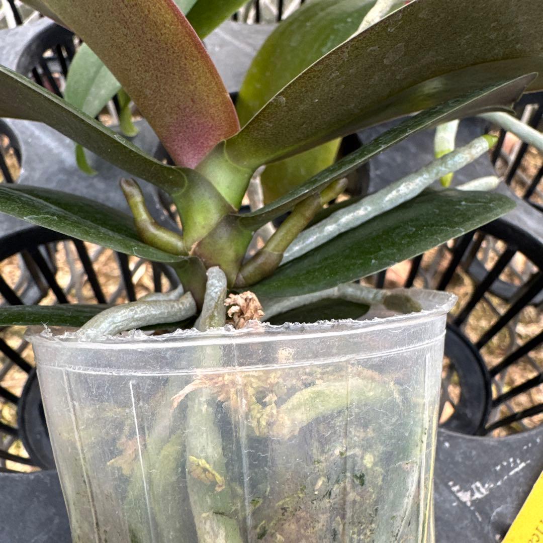 ミディー胡蝶蘭　りんこ　さくら&Kaoda Twinkle