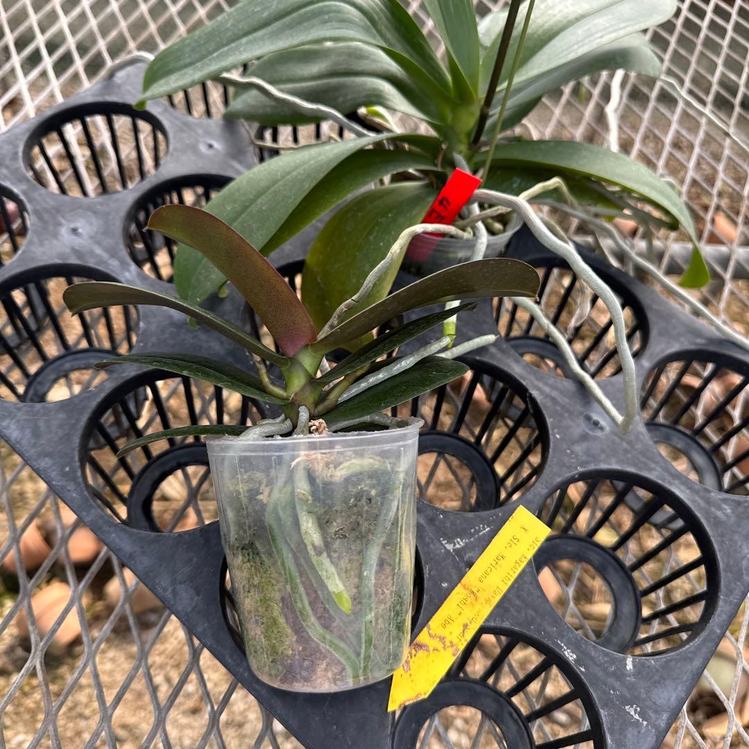 ミディー胡蝶蘭　りんこ　さくら&Kaoda Twinkle