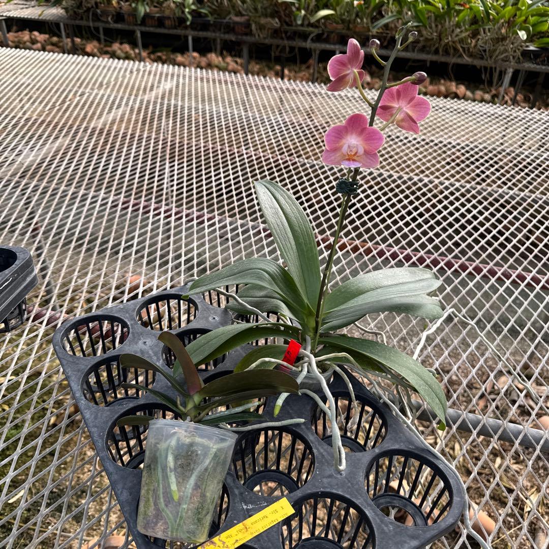 ミディー胡蝶蘭　りんこ　さくら&Kaoda Twinkle