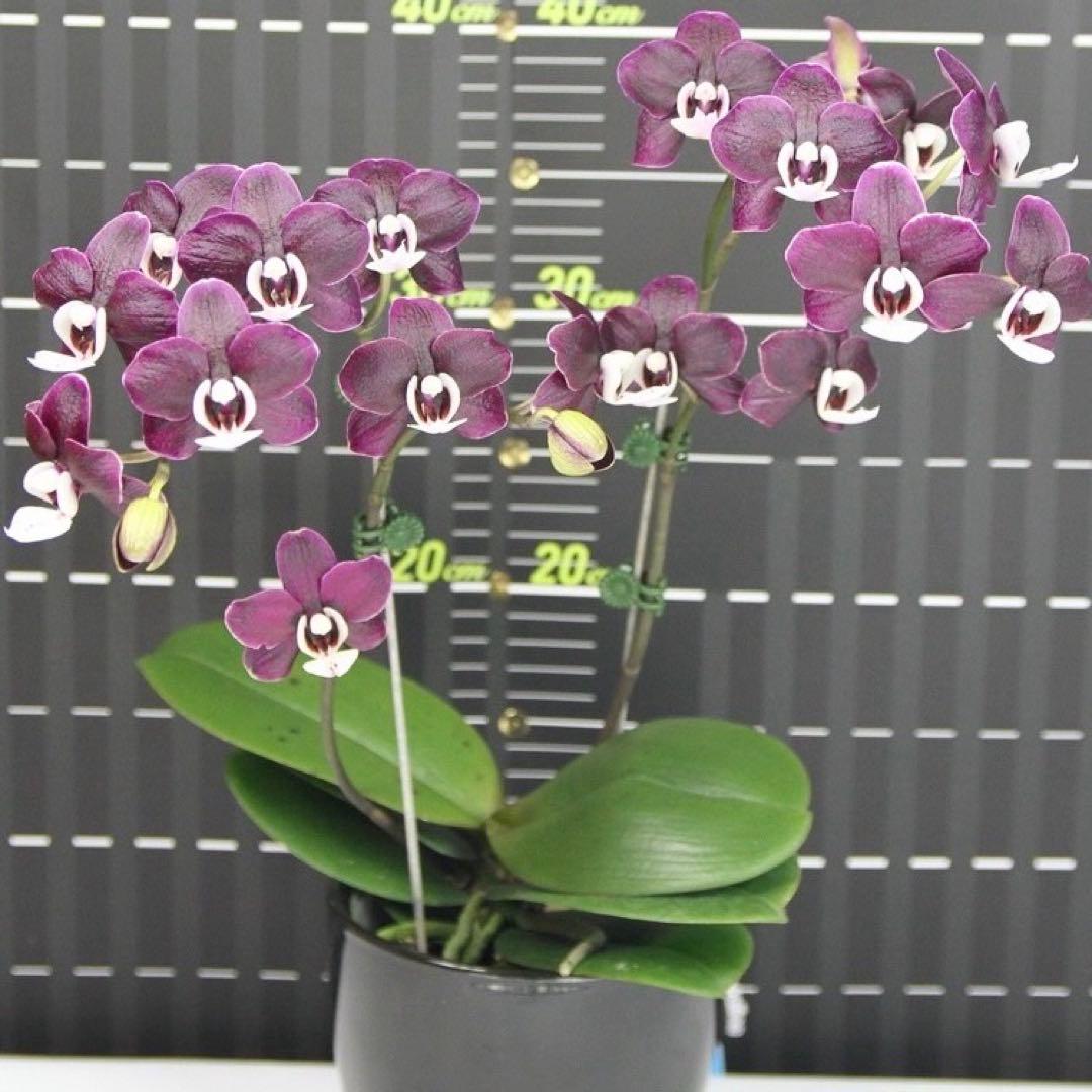 ミディー胡蝶蘭　りんこ　さくら&Kaoda Twinkle