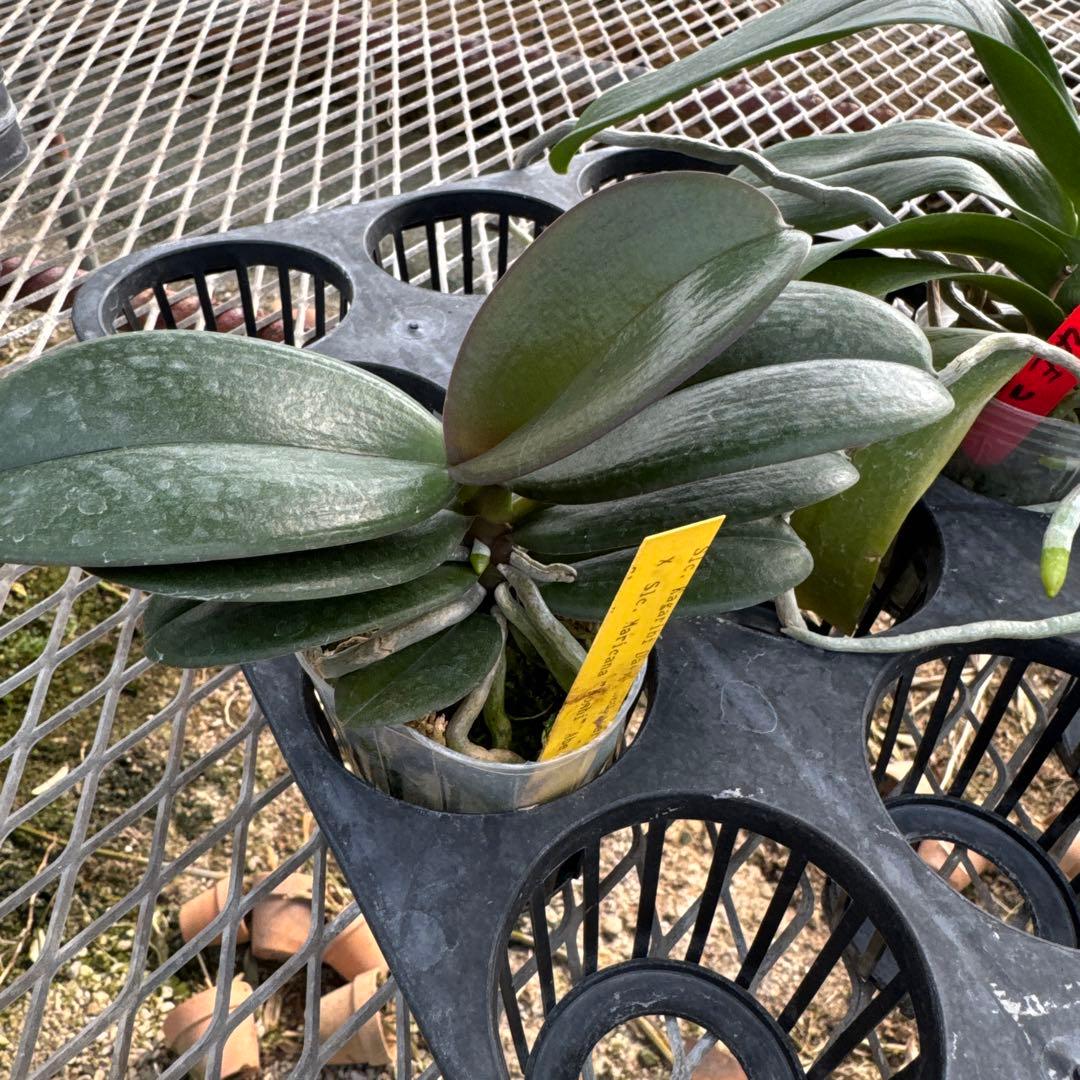 ミディー胡蝶蘭　りんこ　さくら&Kaoda Twinkle