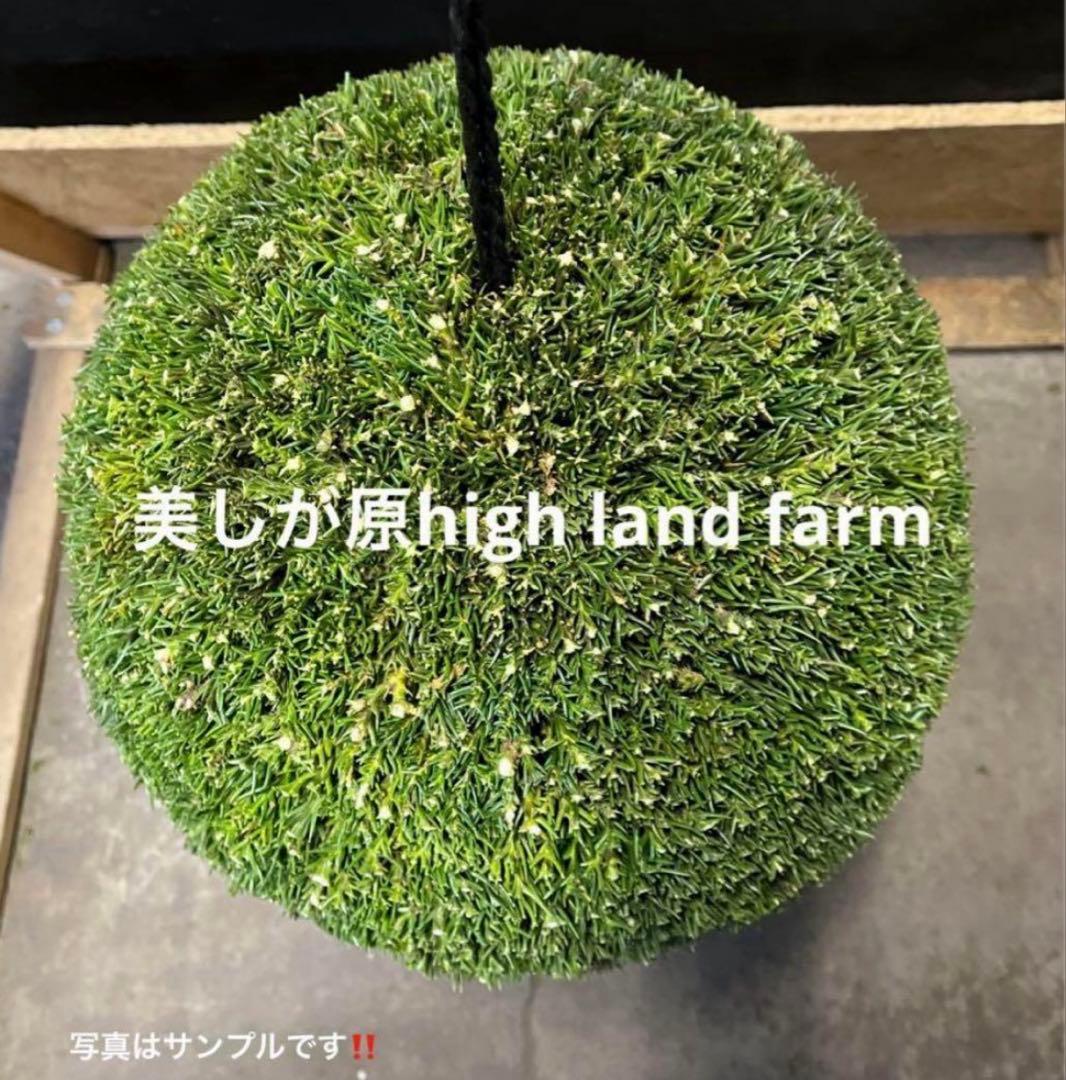 杉玉　約40センチ ‼️縁起物　丸くて幸せ　家族円満　商売繁盛♪
