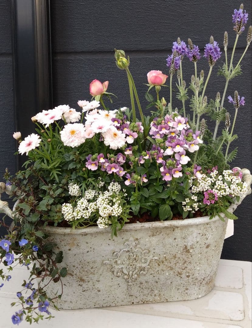 寄せ植え　 アンティークブリキ鉢　花
