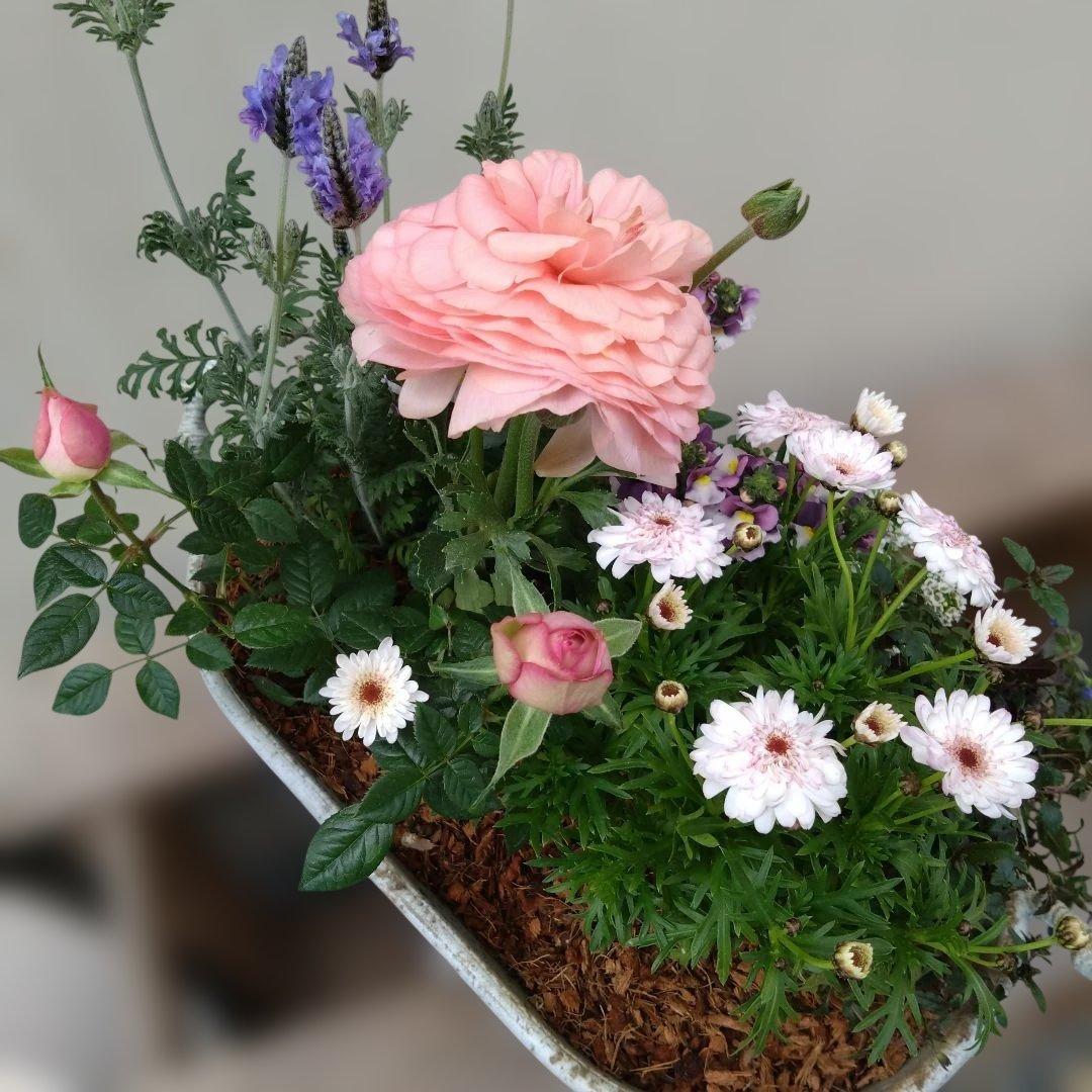 寄せ植え　 アンティークブリキ鉢　花