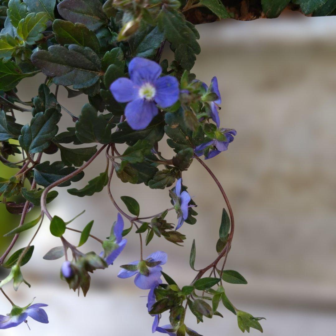 寄せ植え　 アンティークブリキ鉢　花