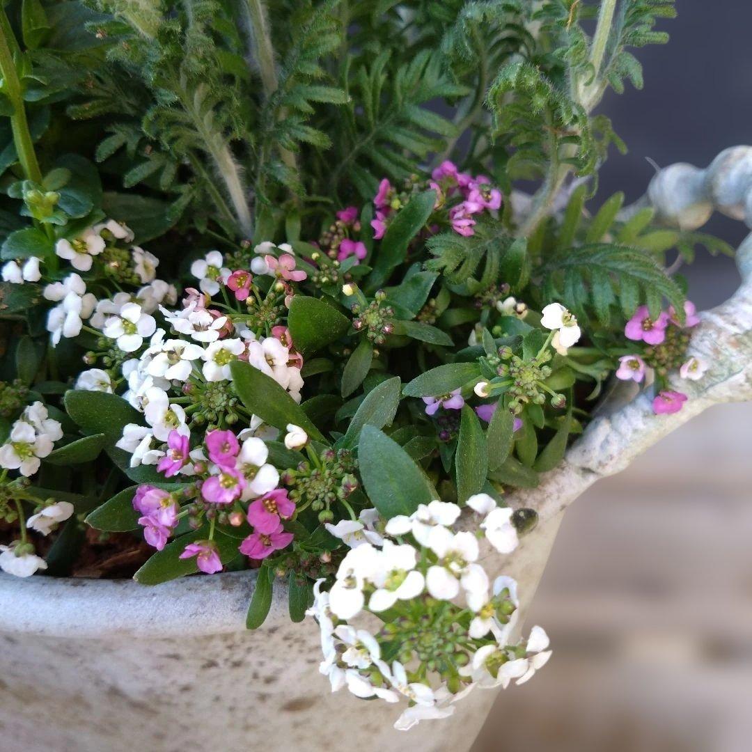 寄せ植え　 アンティークブリキ鉢　花