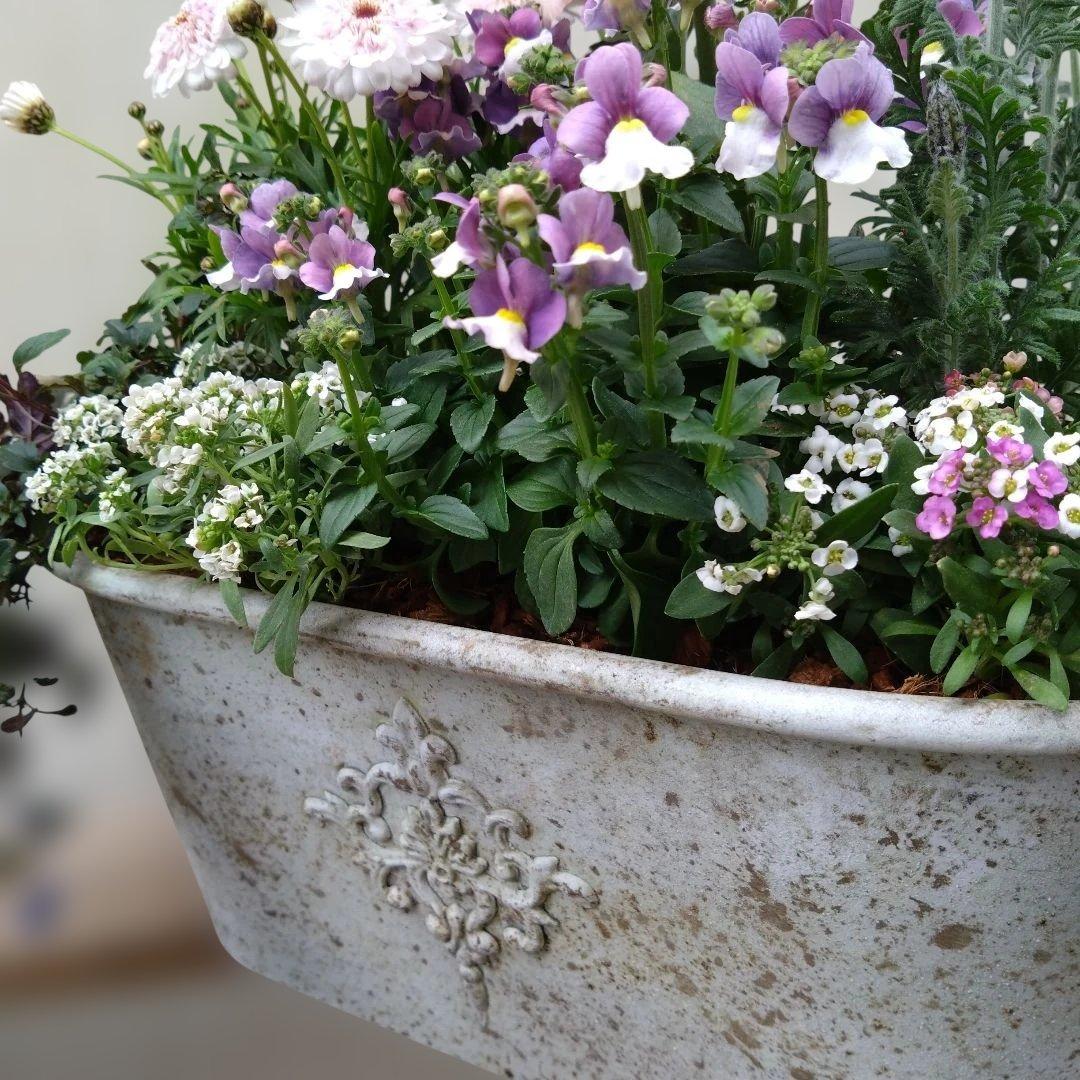 寄せ植え　 アンティークブリキ鉢　花