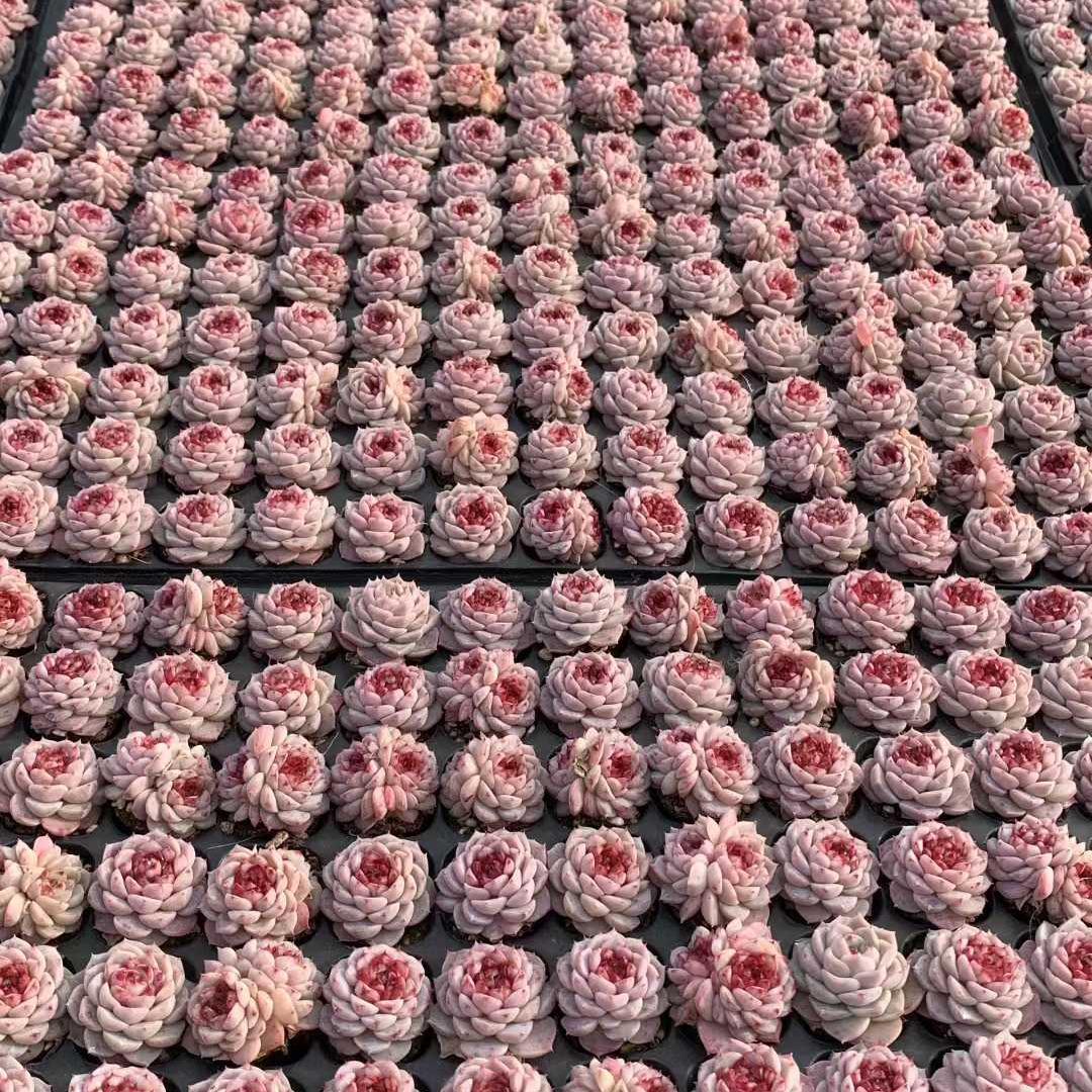 Top【選抜株】　多肉植物　25402レッドベルベット　105個　プラグトレー苗