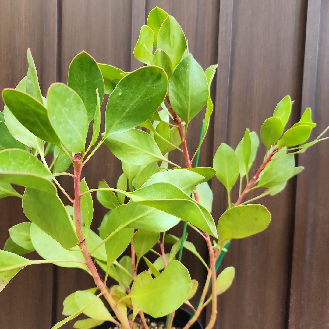 キングプロテ　シナロイデス　鉢植え　苗