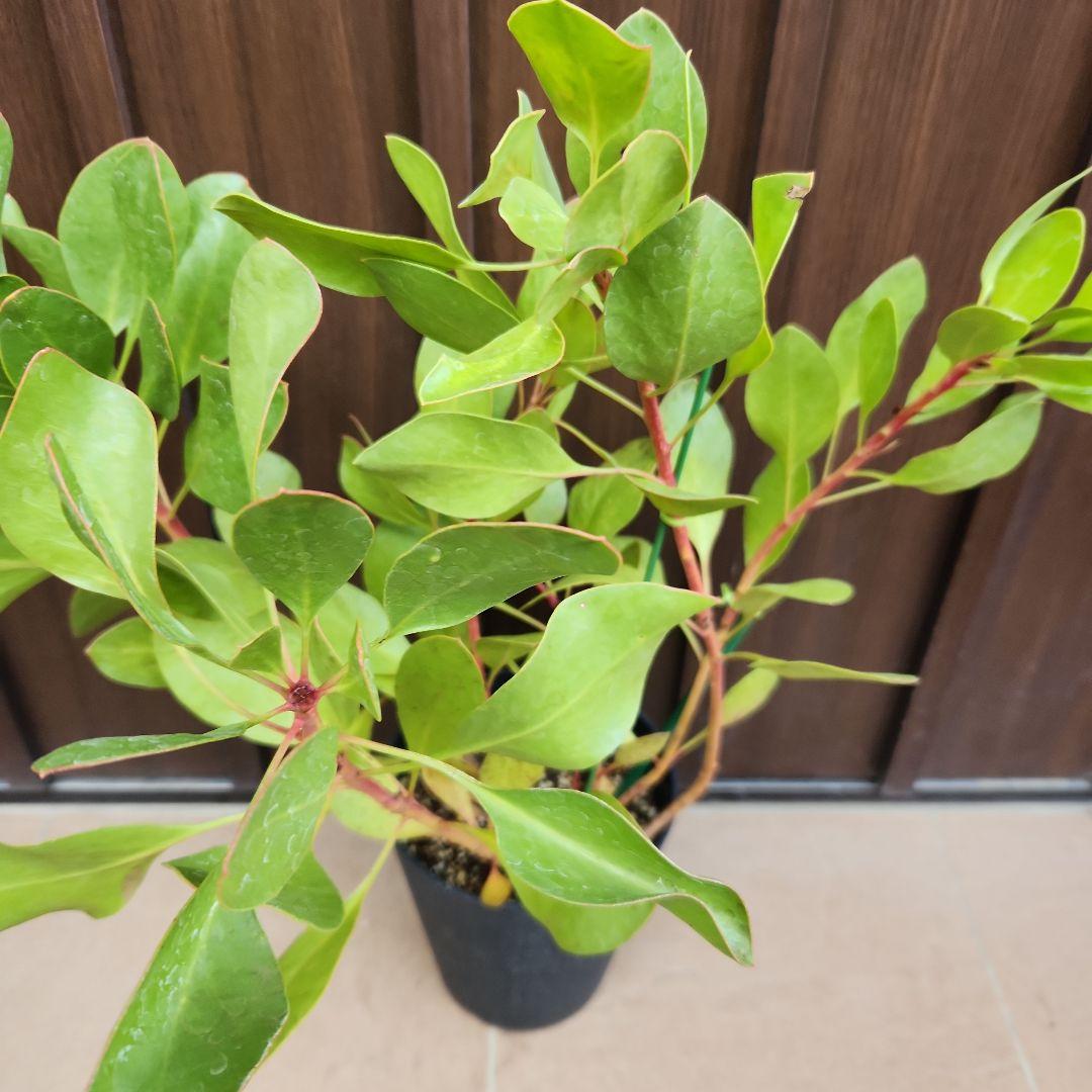 キングプロテ　シナロイデス　鉢植え　苗