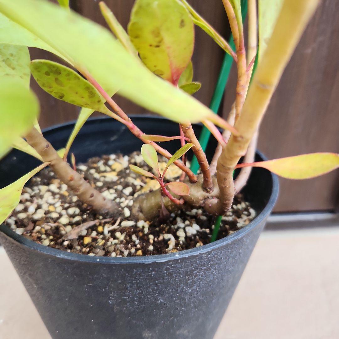 キングプロテ　シナロイデス　鉢植え　苗