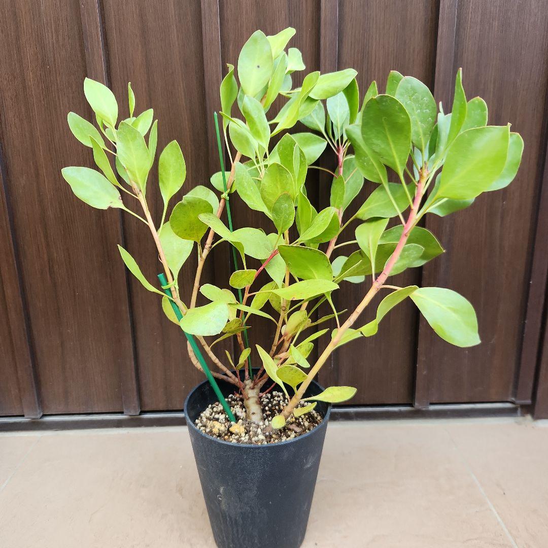 キングプロテ　シナロイデス　鉢植え　苗