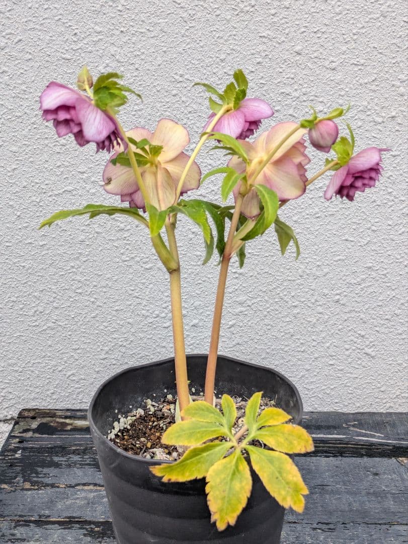 広瀬園芸 クリスマスローズ 【オーレア系 ワイングラデーション多弁ダブル】