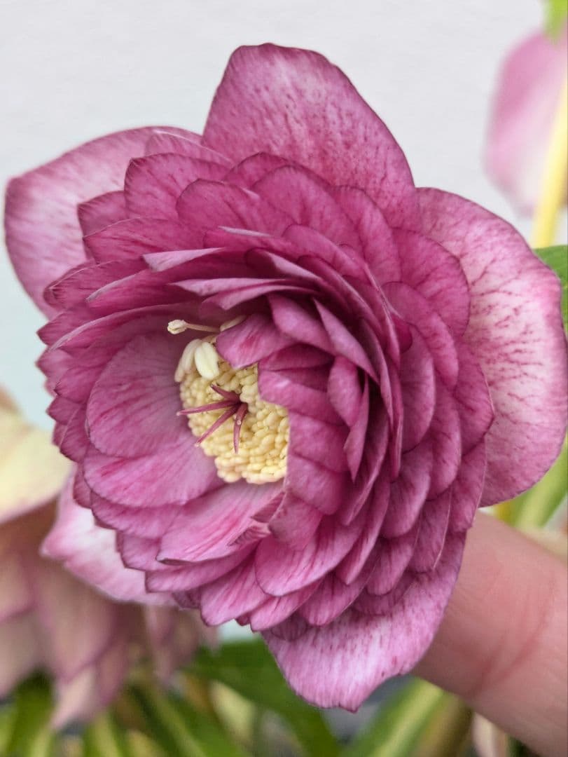 広瀬園芸 クリスマスローズ 【オーレア系 ワイングラデーション多弁ダブル】