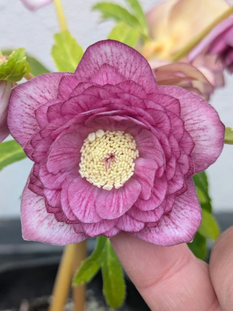 広瀬園芸 クリスマスローズ 【オーレア系 ワイングラデーション多弁ダブル】