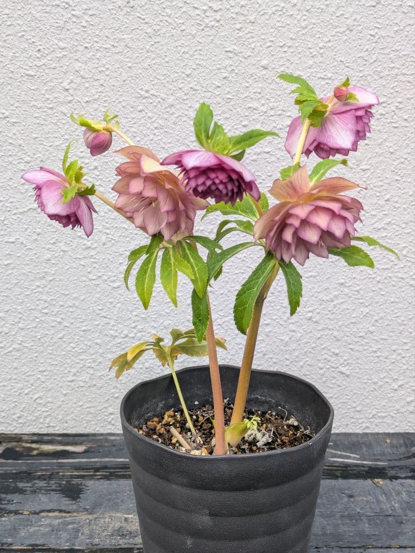 広瀬園芸 クリスマスローズ 【オーレア系 ワイングラデーション多弁ダブル】