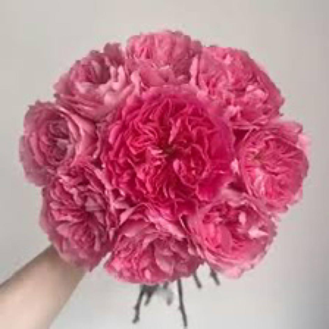 新切りバラ接ぎ木した物Petr♡va