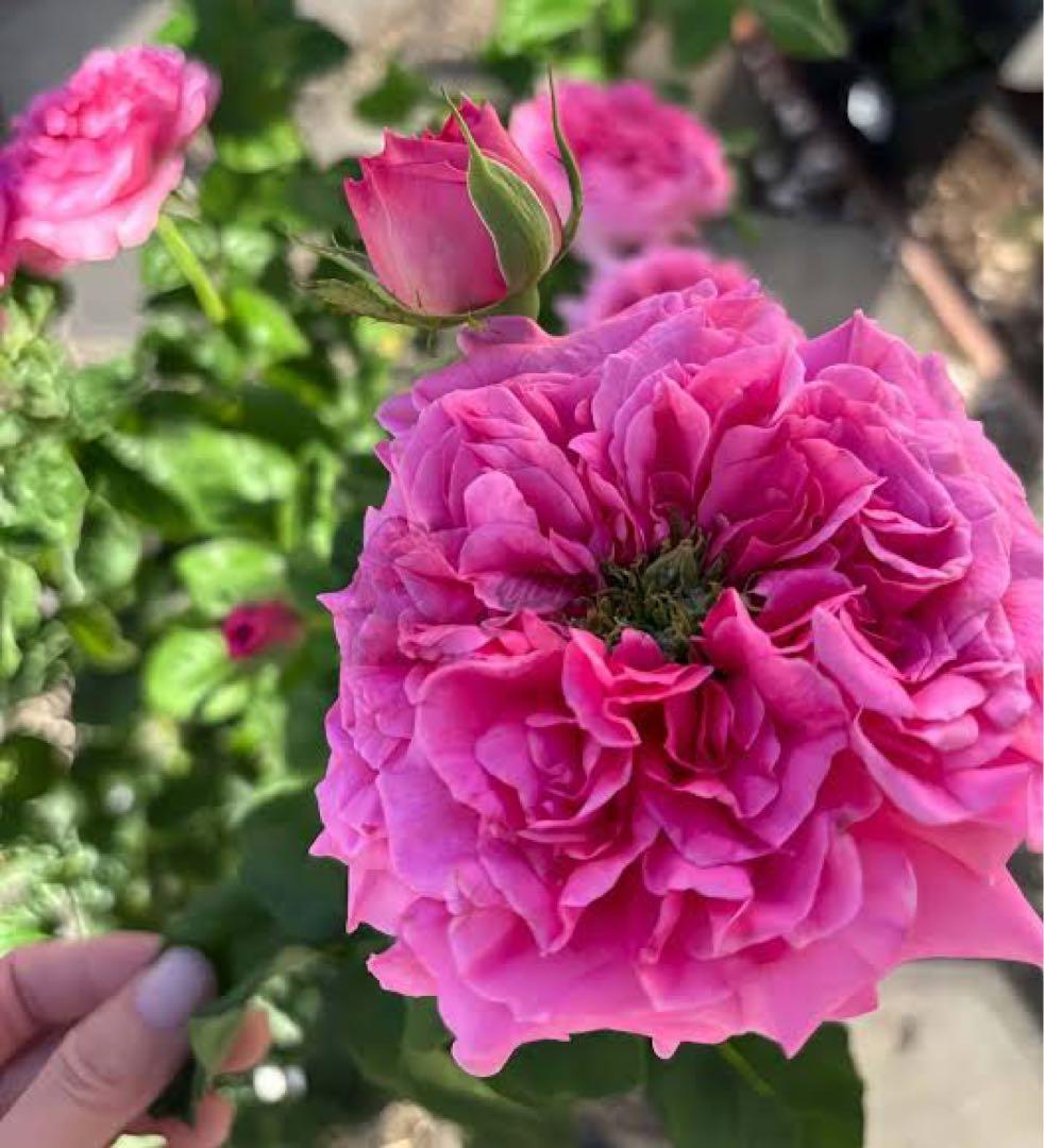 新切りバラ接ぎ木した物Petr♡va