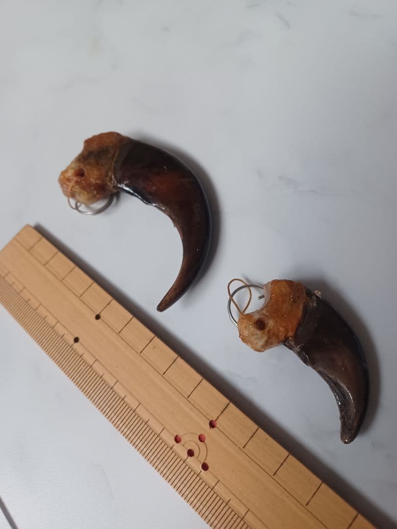 本物ヒグマの爪（大・小セット）